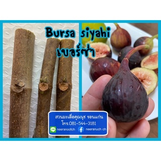 กิ่งสดมะเดื่อฝรั่ง เบอร์ซา ไซยาไฮ ชุด 5 กิ่ง, 5 pieces of bursa syahi fig cuttings