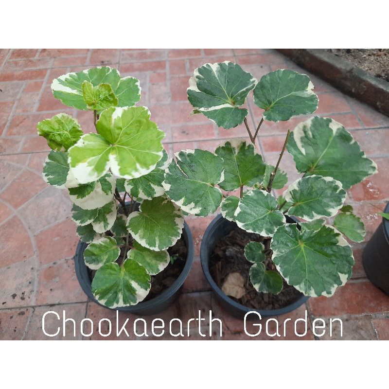 *เล็บครุฑตีนเต่า หรือเล็บครุฑกระจก กระถาง 5.5 นิ้ว ด่างสวย (จัดส่ง1-2วัน)