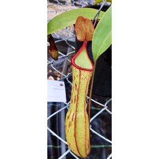 หม้อข้าวหม้อแกงลิง Nepenthes Rokko×Alata