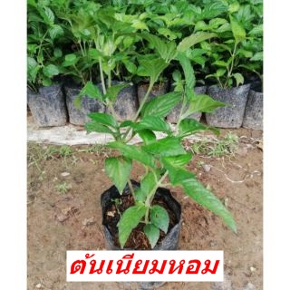ต้นเนียมหอม ต้นละ 30 บาทค่ะ**สินค้าขายดี**