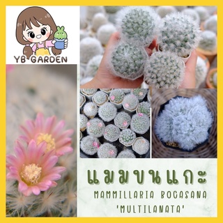 แมมขนแกะ ไม้เพาะเมล็ด mammillaria bocasana v. multilanata ส่งทั้งกระถาง แคคตัส กระบองเพชรราคาถูก ขายส่ง cactus&amp;succulent