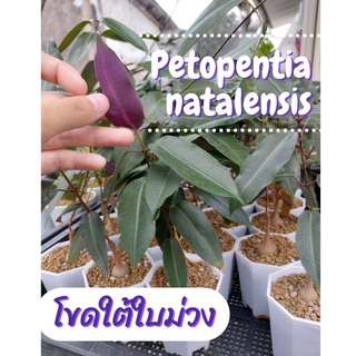 โขดใบม่วงPetopentia_natalensis_ไม้เพาะเมล็ด