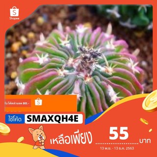 [ใช้โค้ด: SMAXQH4E ลดเพิ่ม20%] 🍬เมล็ดCactus 🍬คลื่นสมองด่าง(Pink) 10pcs.