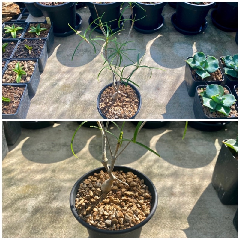 285. Euphorbia hedyotoides