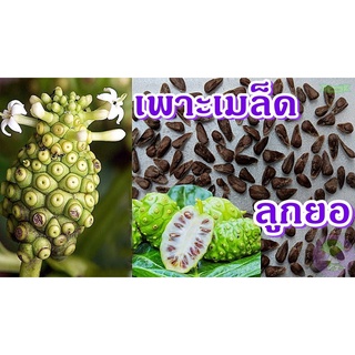 50 เมล็ด ลูกยอ ต้นยอ น้ำลูกยอ ปลูกขึ้นง่าย Great morinda