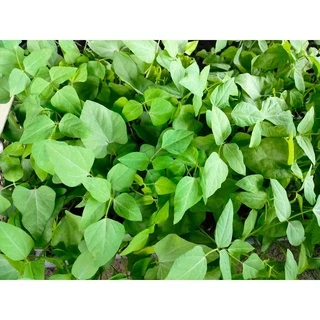 ต้นกล้า ถั่วพูสีเขียว พร้อมปลูก กล้าละ 10บาท ซื้อ 10แถม2 เป็นพืชที่ปลูกง่ายโตเร็ว ติดฝักดก ผลผลิตสูง ปลูกทานผลอ่อน