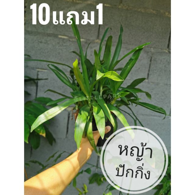 หญ้าปักกิ่ง​ สมุนไพรยาบำรุ​ง​ ปรับภูมิร่างกาย ไม้ประดับ​ สมุนไพร​  ต้นไม้ ฟอกอากาศ สวน  จัดสวน แต่งบ้าน สวนตรัว