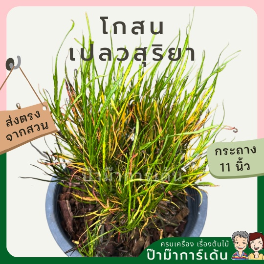 มุมมอง 2