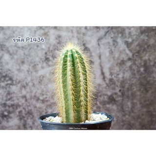 พิโลโซซีรีอุส พาชีคลาดัส ฟอร์มหนามเยอะ (Pilosocereus pachycladus) กระบองเพชร แคคตัส