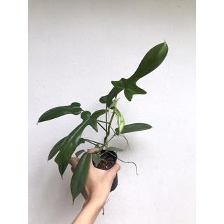 ✅มีของแถมทุกออเดอร์ - Philodendron Florida Beauty Var -