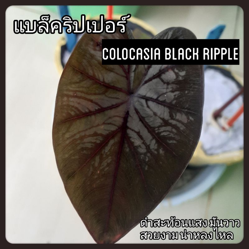Colocasia Black Ripple แบล็คริปเปอร์ ดำเงา สายดาร์ค