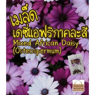 เมล็ดพันธุ์ เดซี่แอฟริกา คละสี 10เมล็ด Mixed African Daisy (Osteospermum)