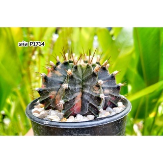 ไม้เมล็ด ด่างซึม ยิมโนคาไลเซียม ด่าง (Gymnocalycium mihanovichii variegata) แคคตัส