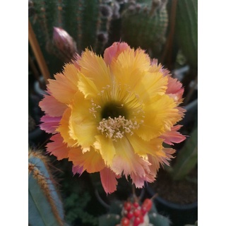 กระบองเพชร cactus หน่อเด็ดสด Echinopsis เหลืองปลายหยัก คัดพิเศษต้นแม่ให้ดอกบ่อย ขนาด 3 - 3.5 ซม. ดอกสวยออกบ่อย