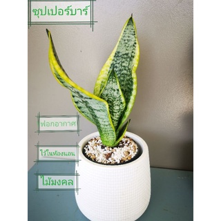 ลิ้นมังกร🌾​  ซุปเปอร์บาร์​🌵🌵 ส่งพร้อมกระถาง​ สวยเก๋​