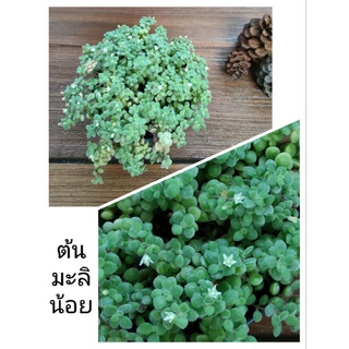 ต้นมะลิน้อย (Crassula expansa subsp. Fragilis) ดอกเล็กๆสีขาวน่ารักๆ