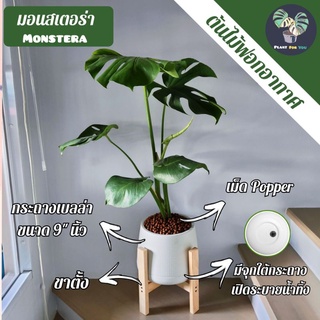 ต้นมอนสเตอร่า Monstera ต้นใหญ่ 60-70 Cm. พร้อมกระถางเบลล่า9"นิ้ว+เม็ดPopper+ขาตั้ง