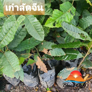 เก๋าลัดจีน เก๋าลัด blackcliffgarden สวนผลไม้ ไม้ผล