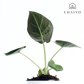 ต้น อโลคาเซีย เวนติไอ Alocasia Wentii