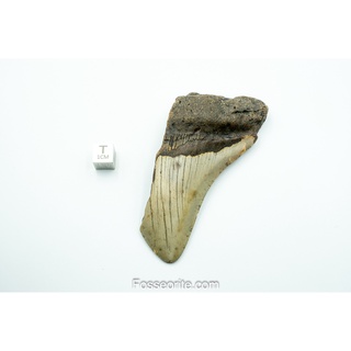 [อายุกว่า 20 ล้านปี!] #M10 ฟอสซิล ฟันฉลามยักษ์ Megalodon Fossil Tooth ขนาด 3.77" หนัก 83.1g จาก USA