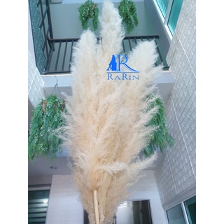 Rarin ดอกเลา (ตัดใหม่) ย้อมสี (สีทอง 10 ก้าน) ขนาด 80-90cm. เป็นดอกไม้ธรรมชาติ ดอกฟุ้งฟิ้ง ใช้ประดับห้อง  DIY