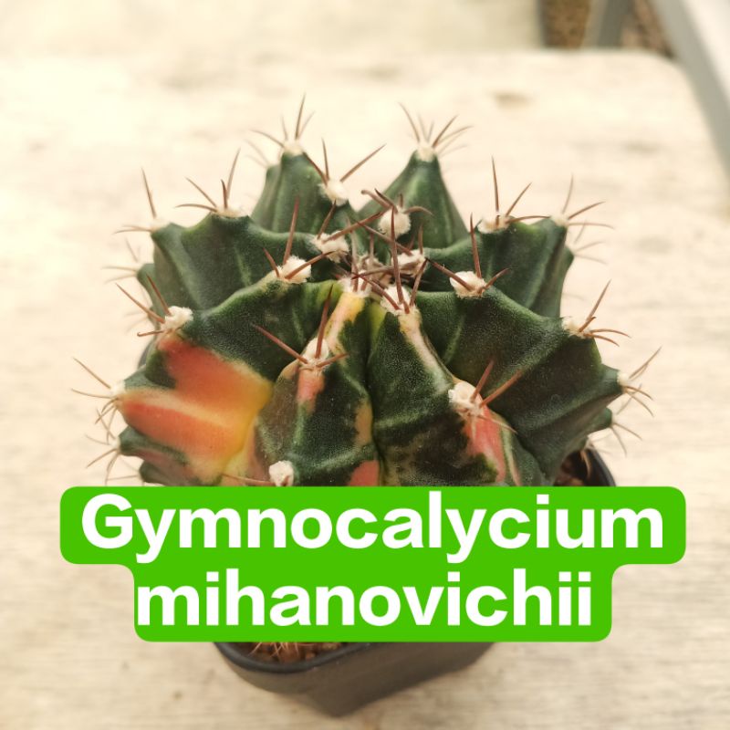 😎 Gymnocalycium mihanovichii ยิมโนด่างไม้เมล็ด