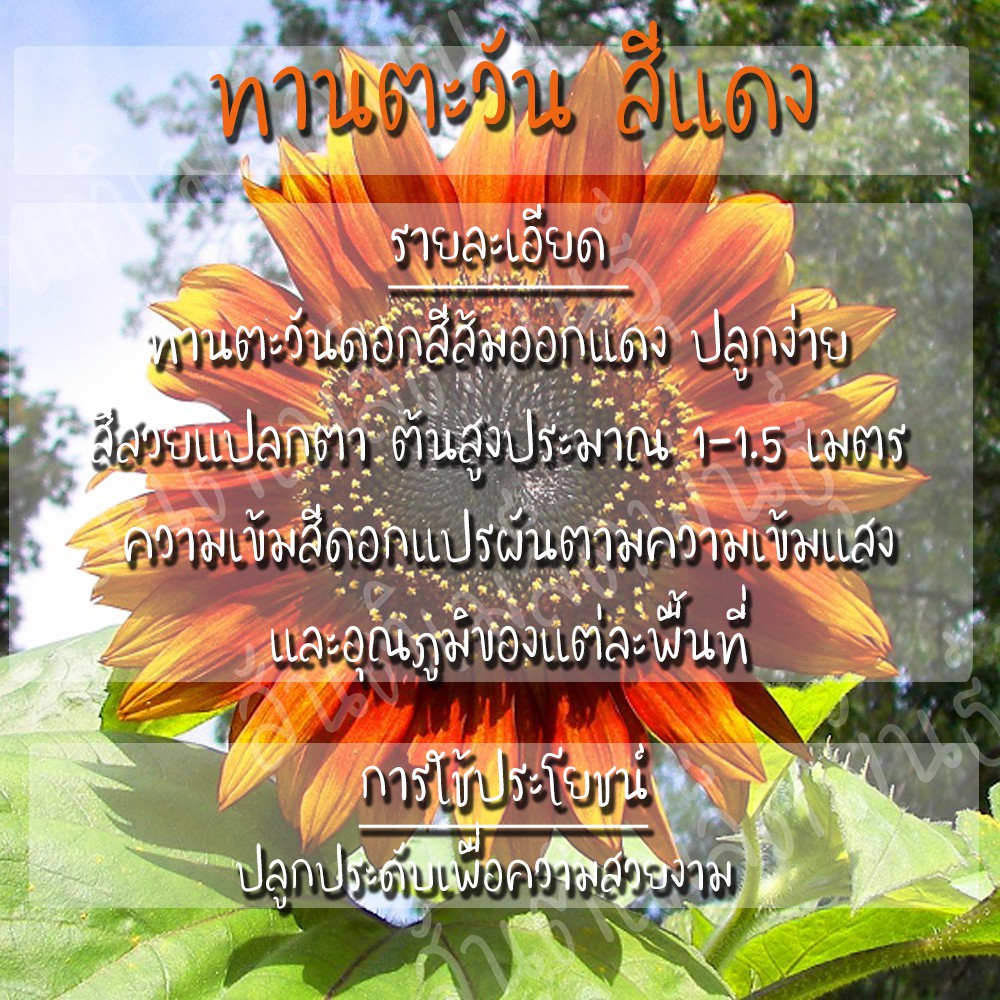 เมล็ดพันธุ์ ทานตะวันสีแดง 40 เมล็ด Velvet Queen Sunflower Seed เมล็ดพันธุ์แท้100% นำเข้าจากต่างประเทศ ปลูกผัก สวนครัว - รูปที่ 2