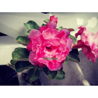 เงินสะพัด ต้นชวนชม ดอกซ้อน adenium desert rose plant