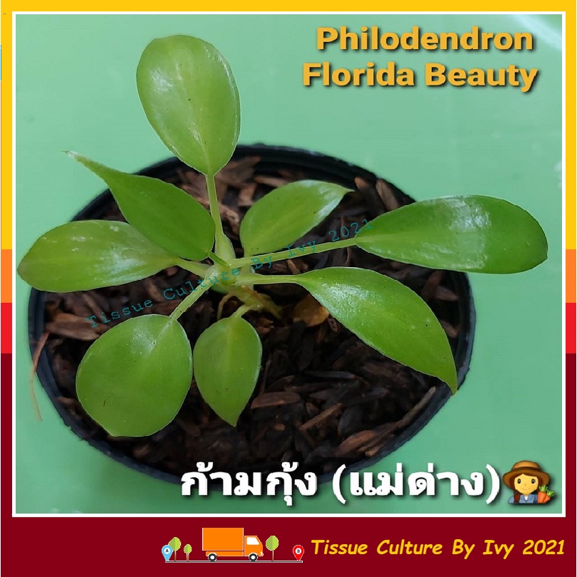 ฟิโลเดนดรอน ก้ามกุ้งด่าง (เลือกต้นได้) Philodendron pedatum ไม้เนื้อเยื่อแม่พันธุ์ด่าง เลี้ยงลุ้นด่าง รากยาวแข็งแรง