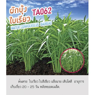 เมล็ดพันธุ์ ผักบุ้ง ใบเรียว ผักบุ้งจีน TA062 - Water Convolvulus Baireao ตราดอกแตง เมล็ดผัก คุณภาพ "เพื่อนเกษตรกร"