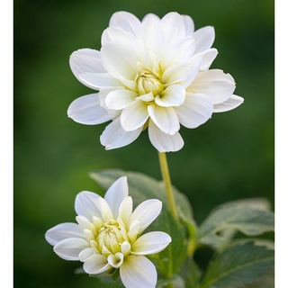 1 เหง้า/ชุุด รักเร่ Dahlia สายพันธุ์ White Onesta หัวรักเร่ ดอกไม้ ดอกรักเร่ เหง้า นำเข้า ยุโรป หัวสดใหม่