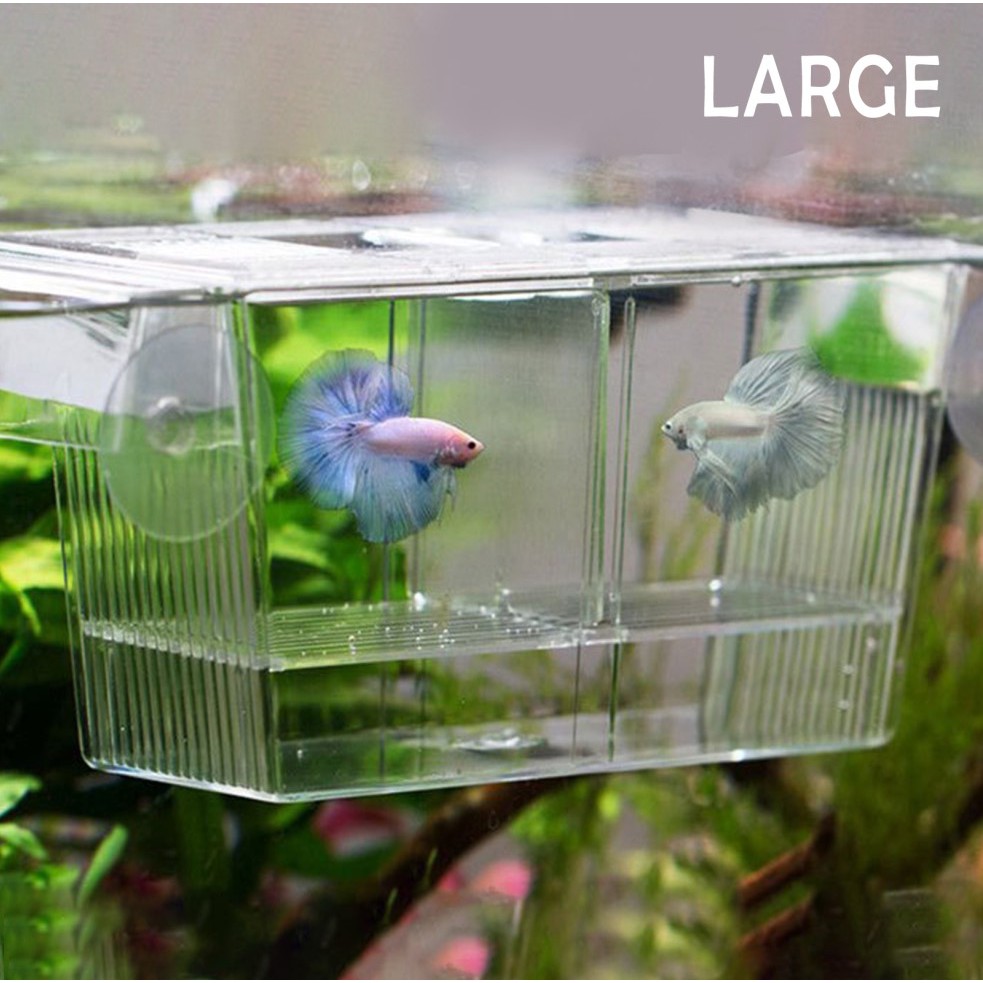 BIG-พิพิธภัณฑ์สัตว์น้ํา Fish Tank Guppy Double Breeding Breeder Rearing Trap Box Hatchery