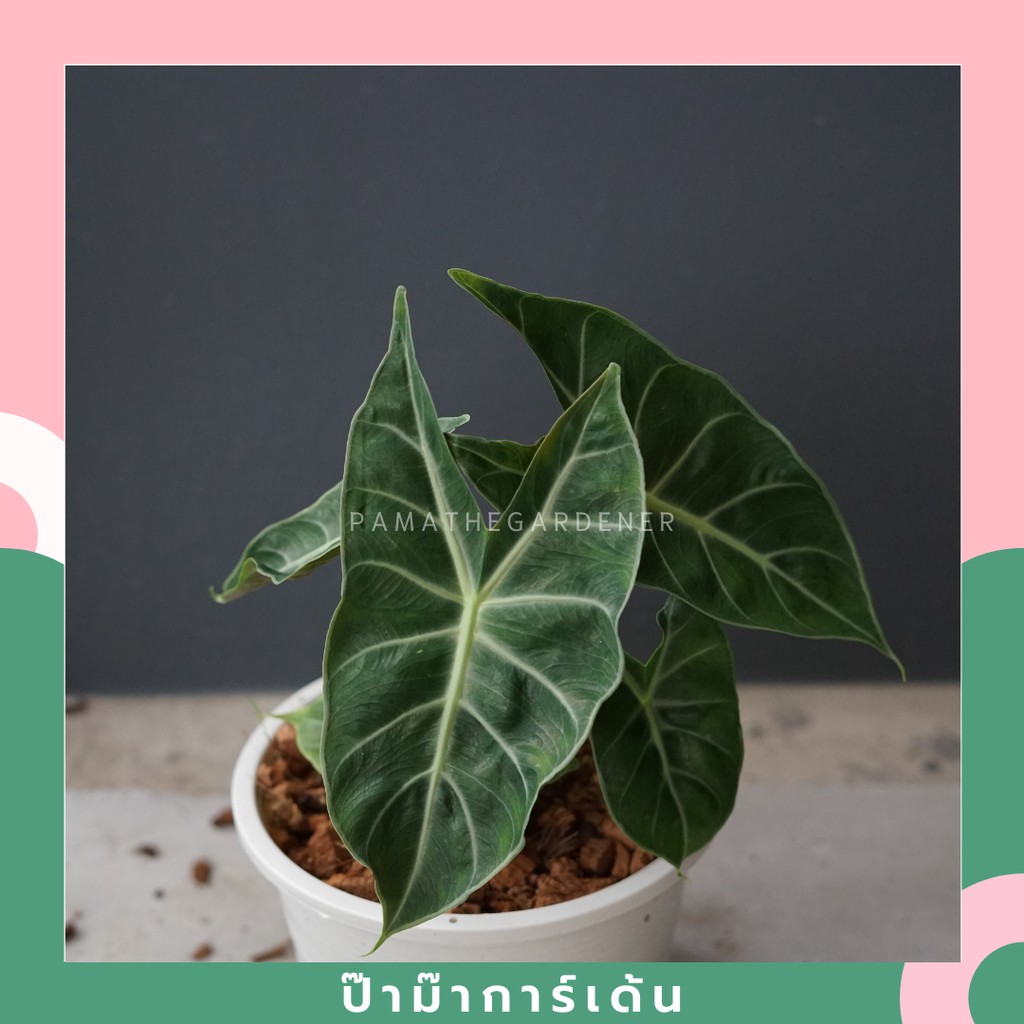 มุมมอง 3