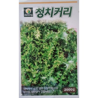 ผักกาดหอมดานองเขียวGreen Nyeon Lettuce