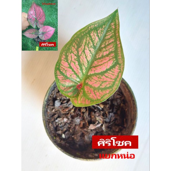 "บอนสี ศิริโชค ดินภูเขาไฟบุรีรัมย์" บอนสีราชินีแห่งไม้ใบ ส่งพร้อมกระถางพลาสติก4" ใบเหลืองจากการขนส่ง