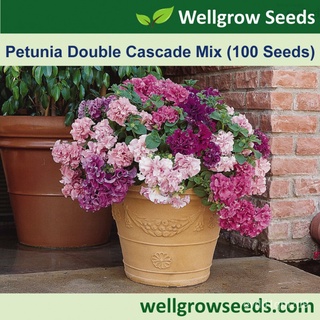 เมล็ดพืช: Petunia Double Cascade Ture Pelleted 100เมล็ดเมล็ด seeds M1MO