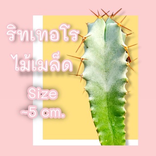 ริทเทอโร ritterocereus ไม้เมล็ด ขนาดประมาณ 5 cm.