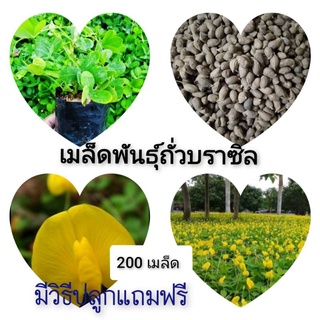 ถั่วบราซิล 200เมล็ด 🌱🌱พืชคลุมดิน ปลูกประดับตามสนามหญ้า