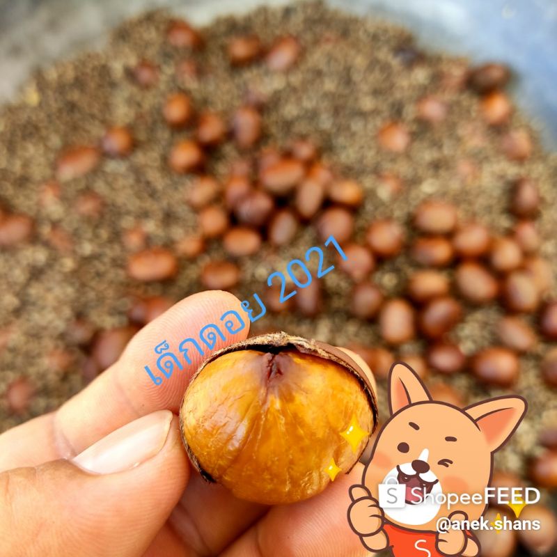 🔥👍🏼🌰4.kg./เกาลัด🌰👍🏼🔥คั่วสดๆ🔥หอม🌲หวาน🔥มัน🌲