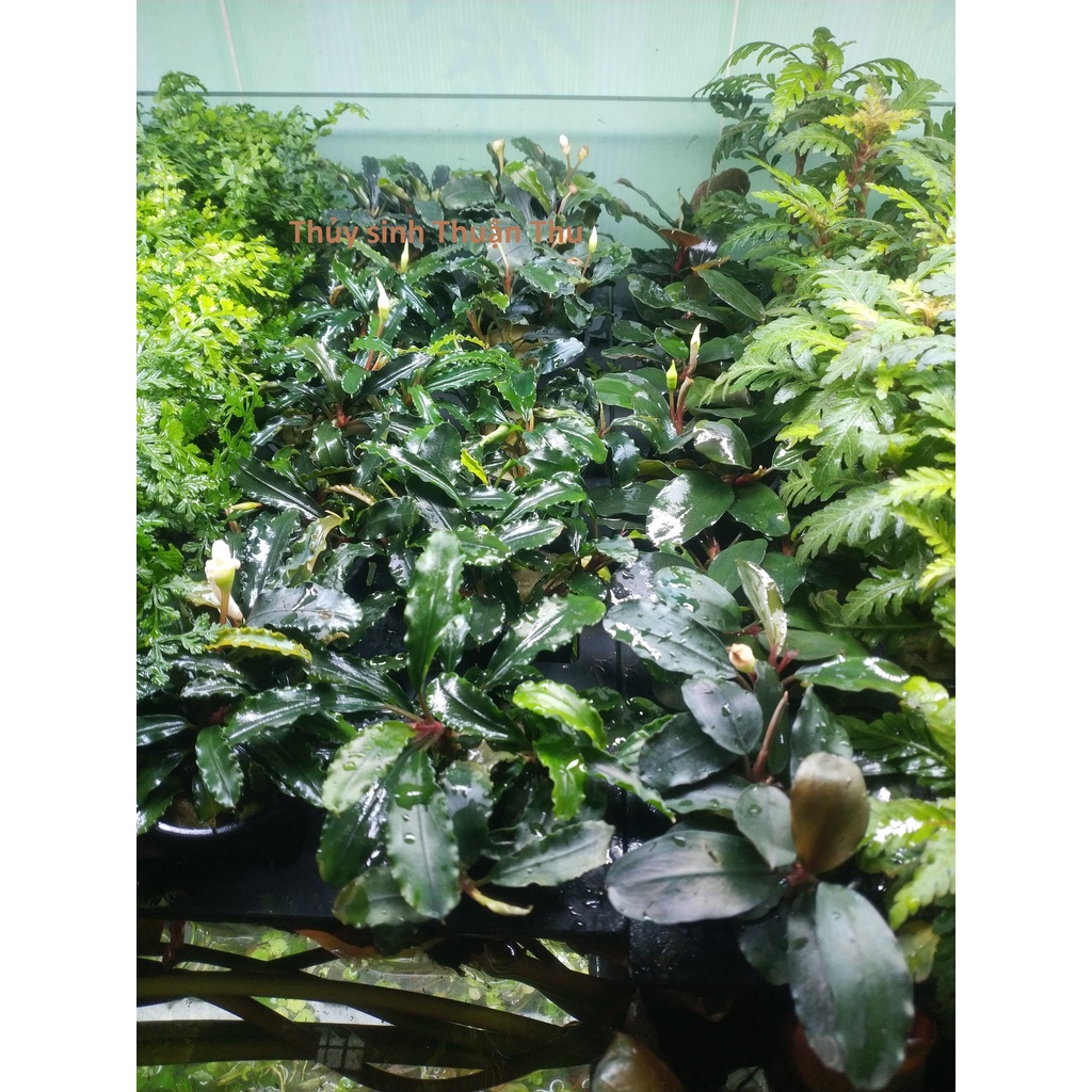 บูเซป พาแลนด์รา - พืชน้ําภูมิทัศน์ขนาดกลาง