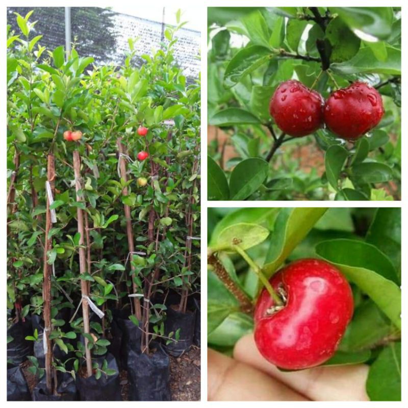 ต้นเชอรี่หวานญี่ปุ่นพันธุ์มานัวว์ ต้นสูง70-80  cmแบบตอนกิ่งติดลูกเร็วมาก