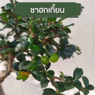 ต้นชาฮกเกี้ยน กระถาง 4 คัดทรงสวยให้แล้ว บอนไซ ชาดัด ดอกสีขาว
