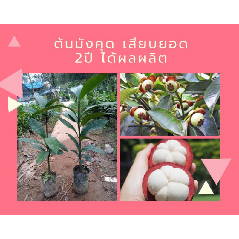ต้นมังคุดเสียบยอด ต้นเตี้ยราชินีแห่งผลไม้เนื้อเเน่น หวานอมเปรี้ยว เนื้อในสีขาวฉ่ำ