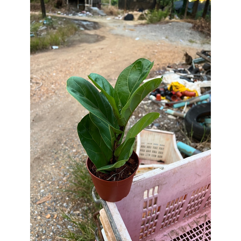 มุมมอง 3