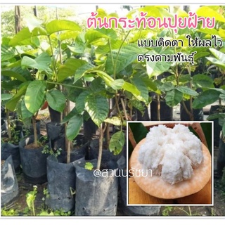 กระท้อนปุยฝ้าย แบบติดตา [พร้อมส่ง] ให้ผลไว ต้นแข็งแรงพร้อมปลูก