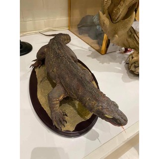 มังกรโคโมโด Komodo Dragon 1/4 scale Limited Edition