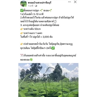กิ่งชะอมพันธุ์โบราณ (1มัดมี50กิ่ง) กิ่งตอนรากแน่นๆ พร้อมปลูก