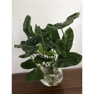 Philodendron burle-marxii ☘️ ฟิโลเดนดรอน มรกตหยก ☘️ ฟิโลเขียว ☘️ เขียวมรกต ☘️ มรกตเขียว ☘️ อ่านรายละเอียดก่อนสั่งซื้อ