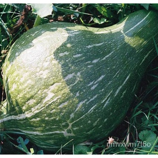 GUITAR SQUASH (10 seeds) เมล็ดพืชเด็ก/ผักชี/กระโปรง/ดอกไม้/เมล็ด/สร้อยข้อมือ/คื่นฉ่าย/กุหลาบ/แม่และเด็ก/พาสต้า/ H8ND