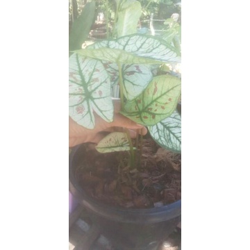 สตอเบอรีสตาร์ 499บาท